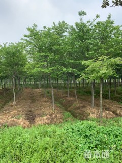 10公分高杆染井吉野樱