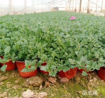 高度25厘米细叶美女樱