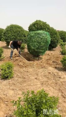 冠幅250厘米冬青球