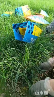 高度30厘米大布尼狼尾草