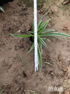 高度25厘米金边吊兰