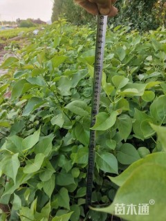 高度60厘米紫丁香小苗