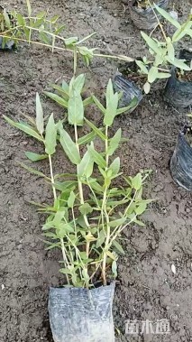 高度20厘米千屈菜