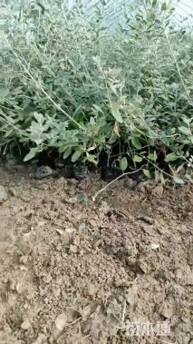 高度30厘米水果兰球