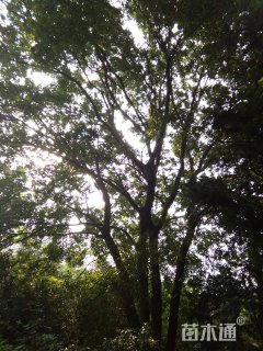 90公分丛生朴树