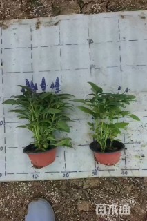 高度20厘米超级鼠尾草
