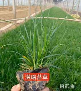 高度20厘米崂峪苔草