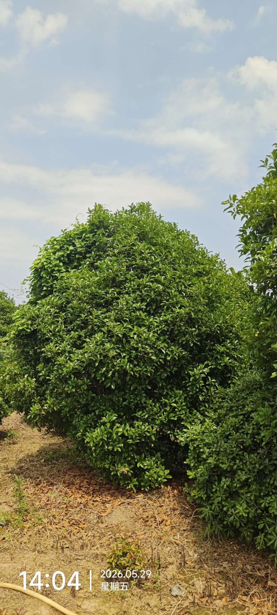12公分桂花