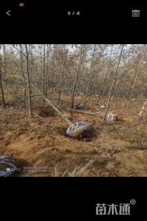 10公分麻栎