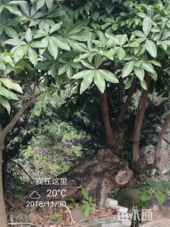 120公分真苹婆