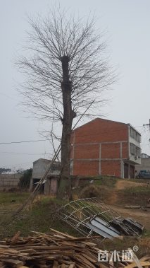 51公分皂荚