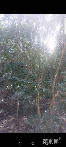原生苗红火箭紫薇