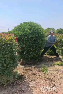 冠幅180厘米瓜子黄杨球