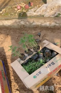 高度20厘米翠菊