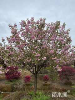 25公分日本晚樱