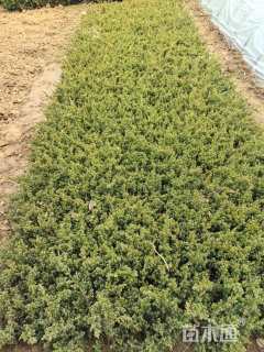 高度15厘米铺地柏