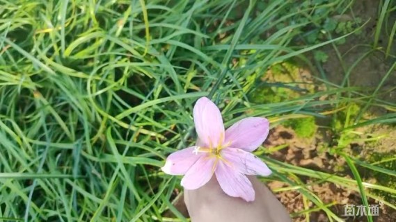 高度17厘米韭兰