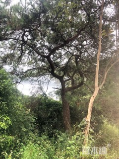 高度3厘米马尾松