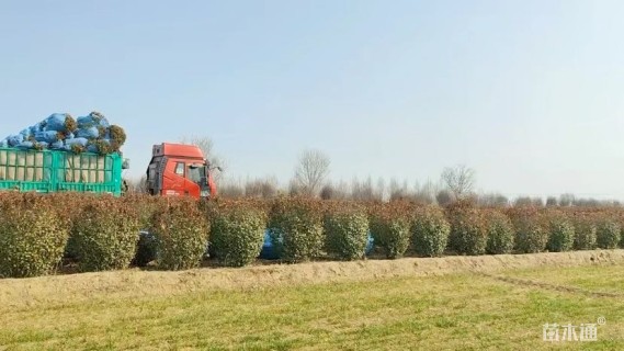 150厘米金银花