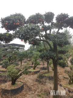 高度400厘米金弹子