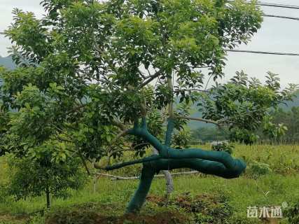 15公分红果冬青