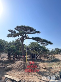 23公分造型松