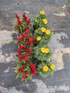 高度20厘米孔雀草