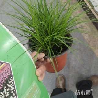 苔草
