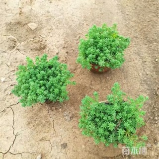 高度18厘米中华景天