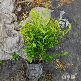 高度25厘米金禾女贞