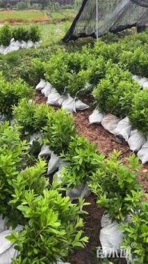 高度30厘米毛鹃