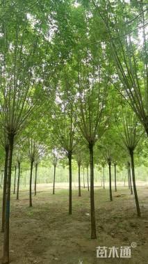 12公分速生白蜡