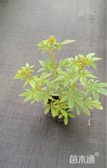 高度35厘米醉蝶花