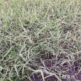 高度30厘米花叶芦苇