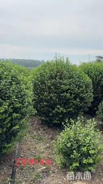 冠幅180厘米胶东卫矛球