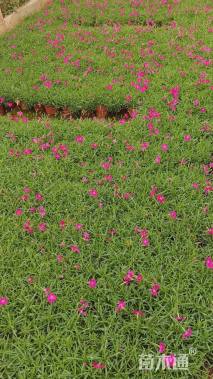 高度10厘米欧石竹