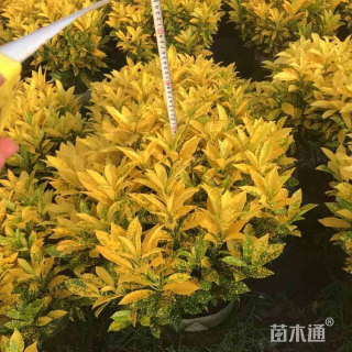 高度20厘米瓜叶菊