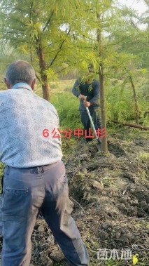 9公分中山杉