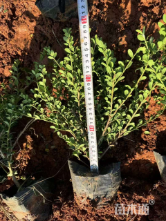 高度30厘米龟甲冬青小苗