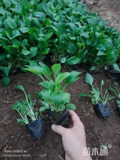 高度15厘米松果菊
