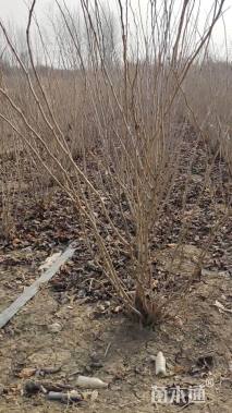 高度180厘米丛生紫荆