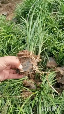 高度30厘米细叶麦冬草
