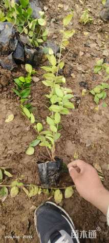 高度40厘米金森女贞