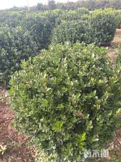 冠幅100厘米冬青球