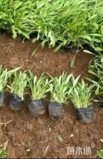 高度20厘米金鸡菊