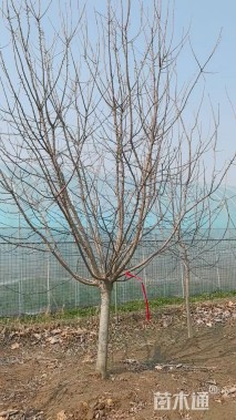 10公分湖北海棠