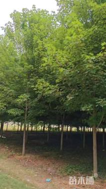 12公分美国红枫