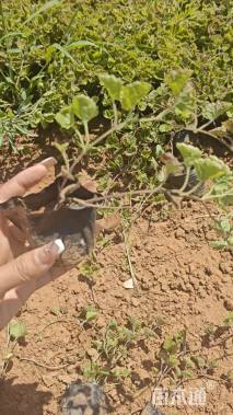 12厘米花叶活血丹