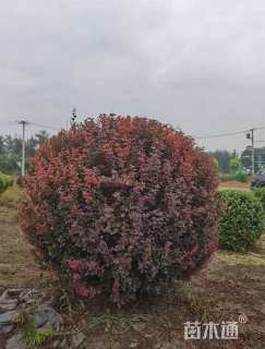 冠幅80厘米紫叶小檗球