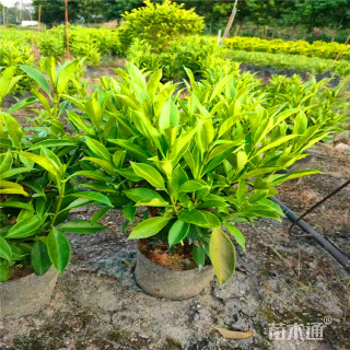 高度50厘米非洲茉莉